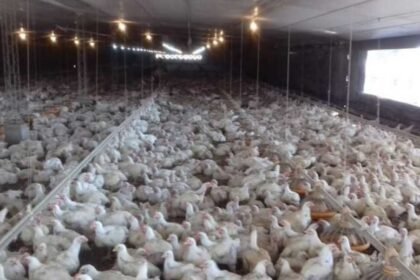 pollos 933x517 1
