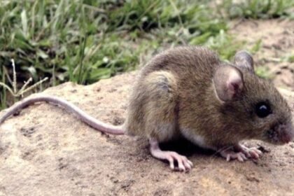 ratas