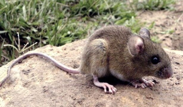 ratas