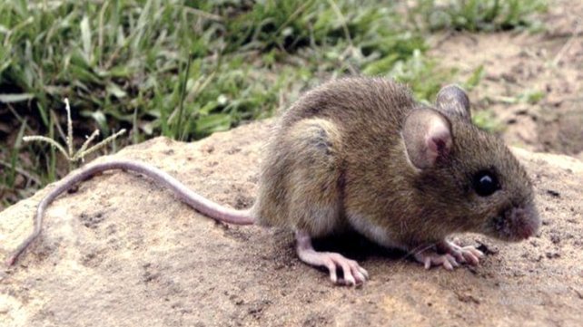 ratas