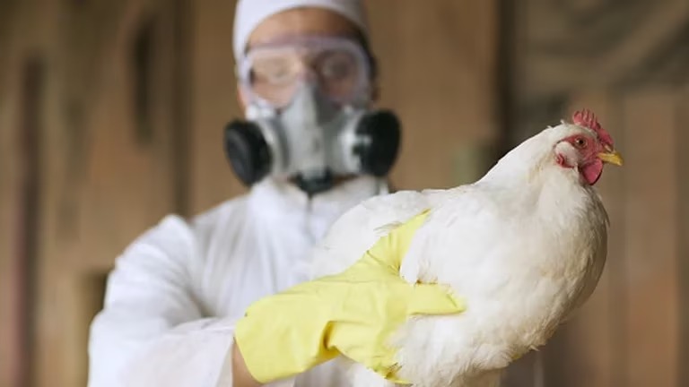 Argentina again free of bird flu | Radio FM 104.5