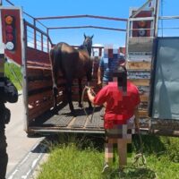 Un caballo en mal estado fue auxiliado en Circunvalación Oeste