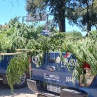 Secuestraron más de 160 plantas de cannabis en Santa Fe