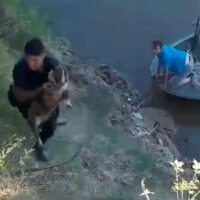 Agentes salvaron a un perro que cayó al río en Sauce Viejo