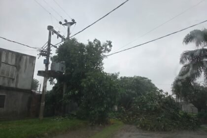 transformador arbol