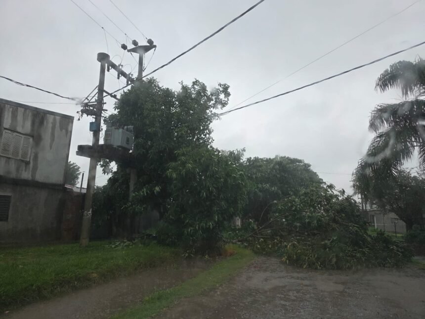transformador arbol