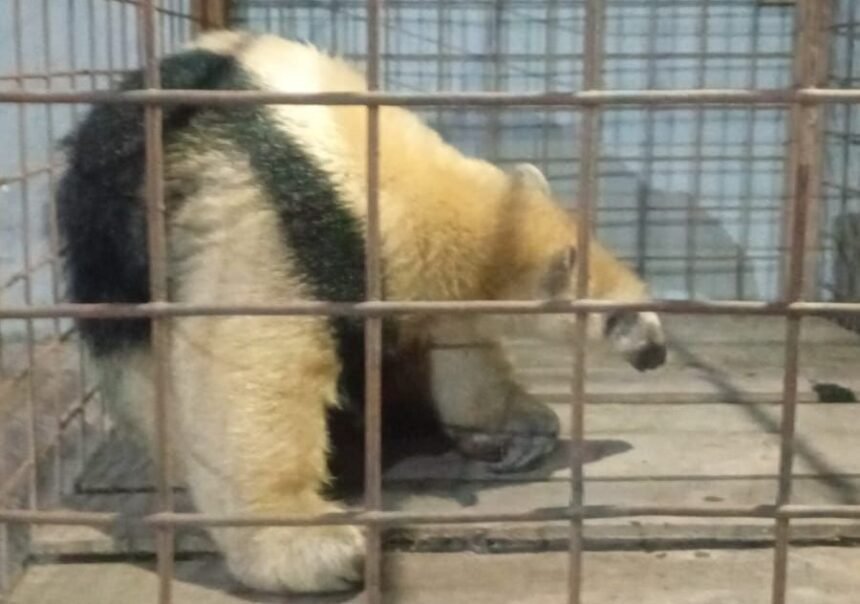 Rescatan a un oso melero atrapado en las vías de Laguna Paiva 59 melero oso