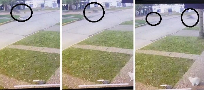 Repudiable hecho de maltrato animal en pleno centro de Recreo 56 perra moto