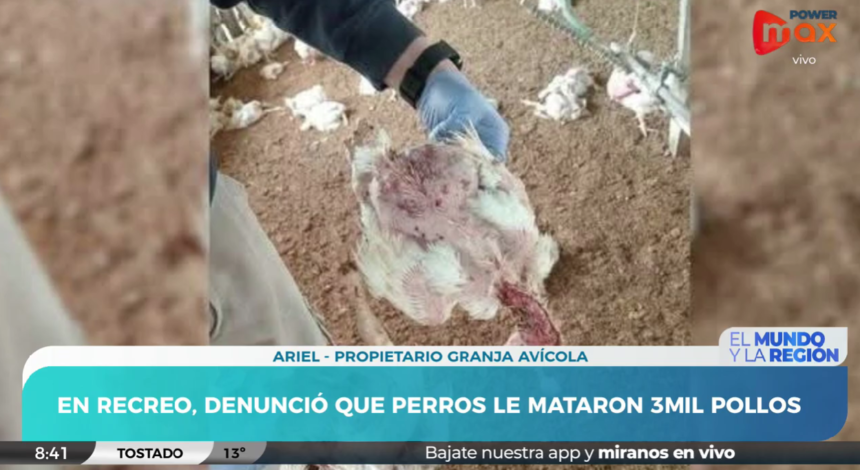 “No entran por hambre, entran a jugar”: tres perros mataron 3 mil pollos en Recreo 59 Captura de pantalla 2026 03 25 122747