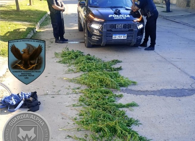 Laguna Paiva: aprehendieron a un joven con 39 ramas de marihuana en plena vía pública 60 marihuana paiva