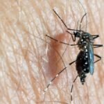 mosquito