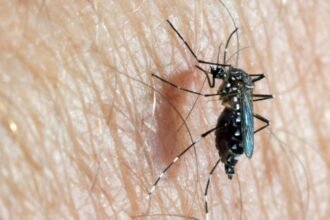 mosquito