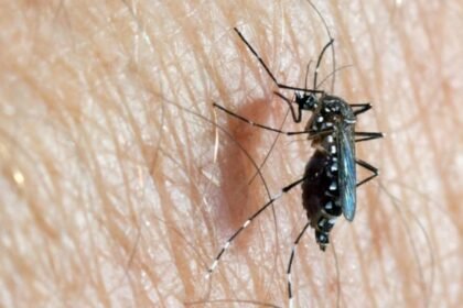 mosquito