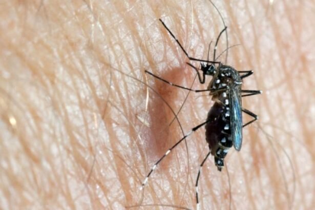 mosquito