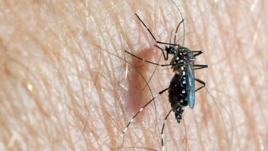 mosquito