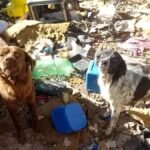 Perros rescatadosdddd