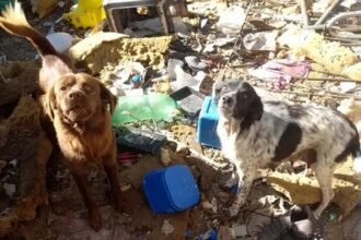 Perros rescatadosdddd
