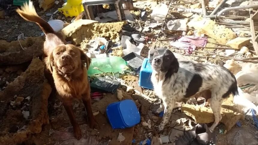 Perros rescatadosdddd