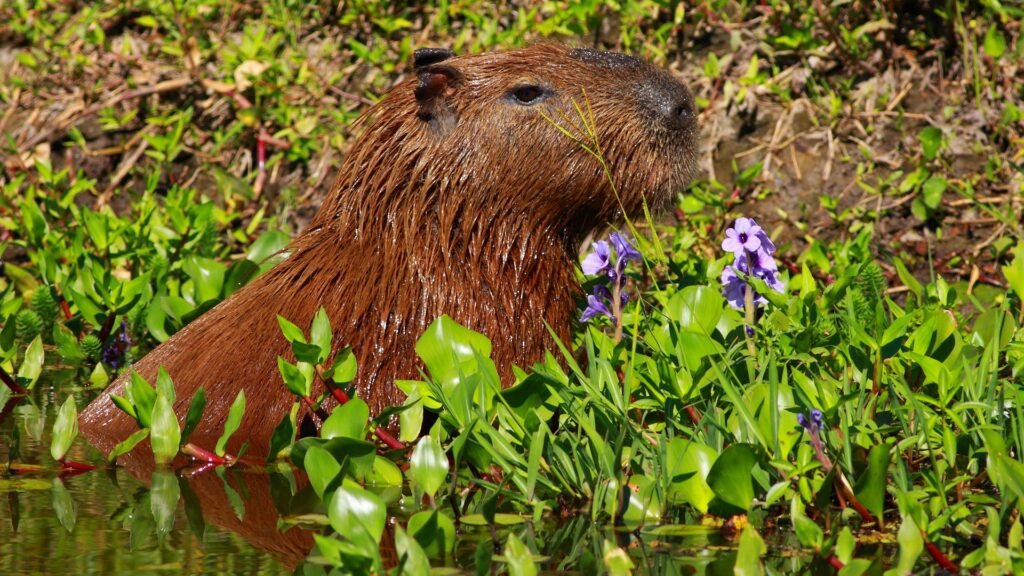 RECONQUISTA BIODIVERSIDAD 1