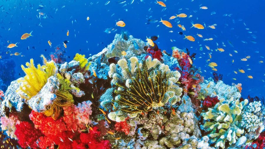 hermosos arrecifes de cancun 1