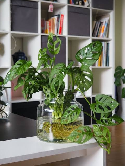 Las 3 plantas que crecen en agua, purifican el aire y son tendencia en decoración 64 planta en agua Monstera