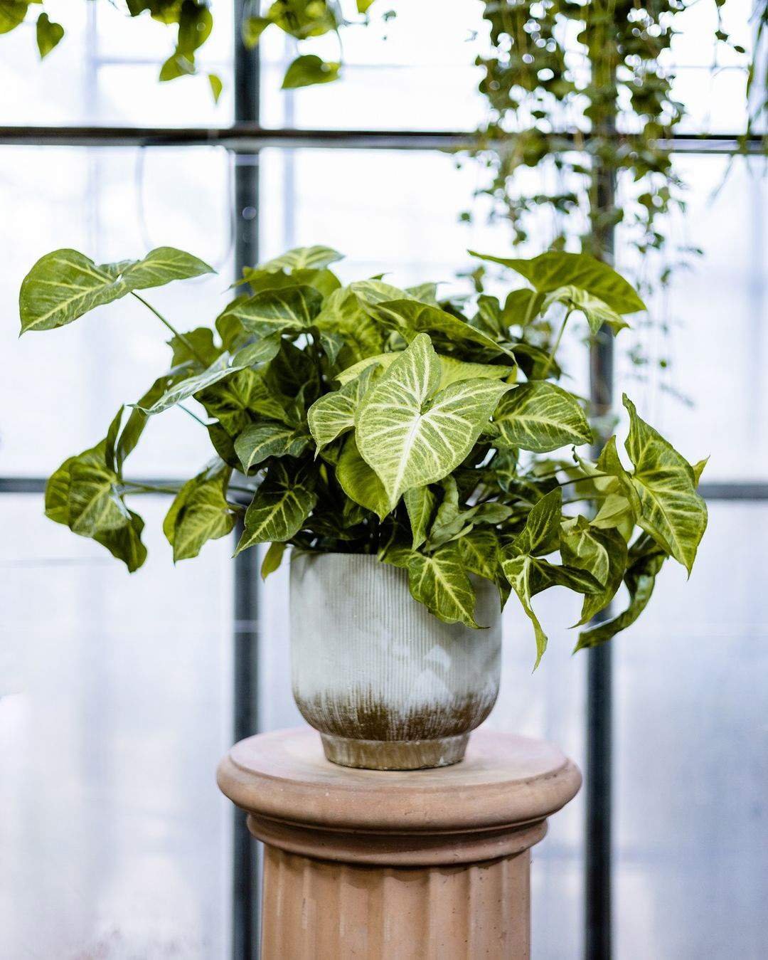 Las 3 plantas que crecen en agua, purifican el aire y son tendencia en decoración 63 planta en agua Singonio 1