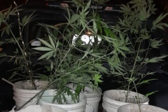 plantas