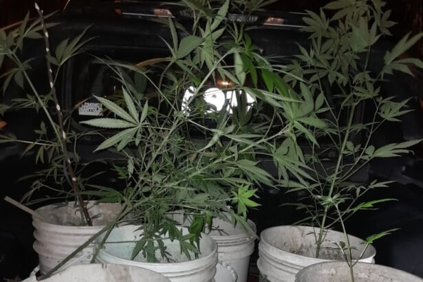plantas