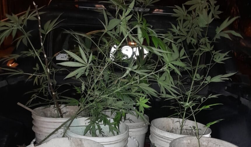 plantas