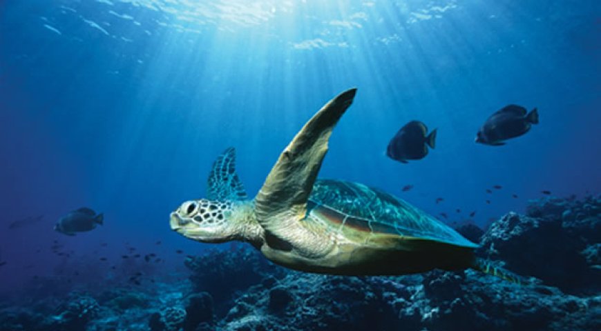 tortuga de mar 1
