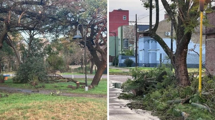 Temporal con fuertes ráfagas causó caída de árboles y cortes de luz 59 gob crespo temporal