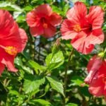 hibiscus 2