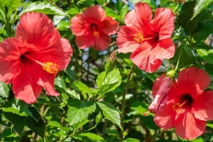 hibiscus 2