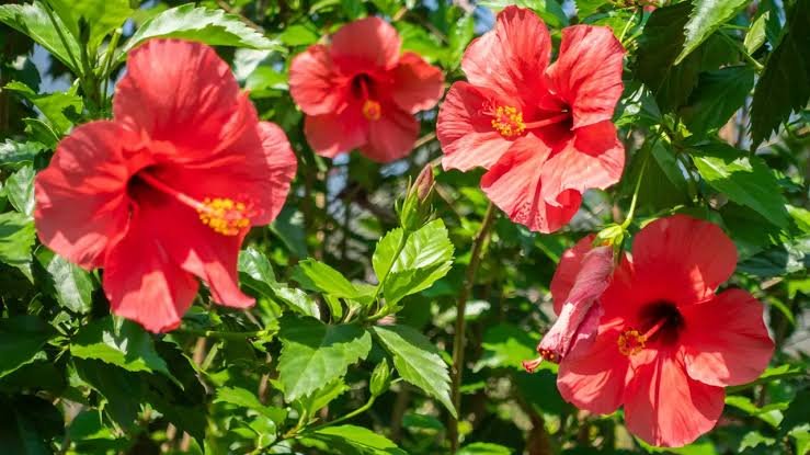 Cómo cuidar un hibisco para que florezca durante toda la temporada 61 hibiscus 2