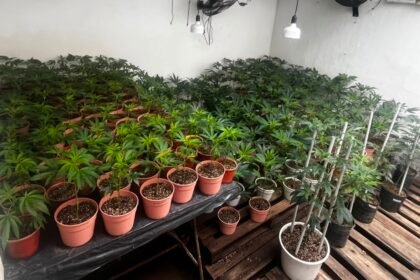 marihuana