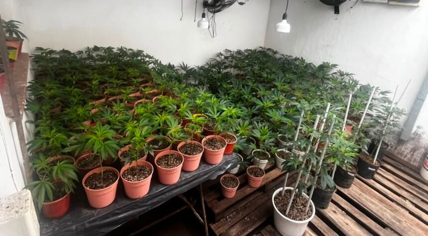 marihuana