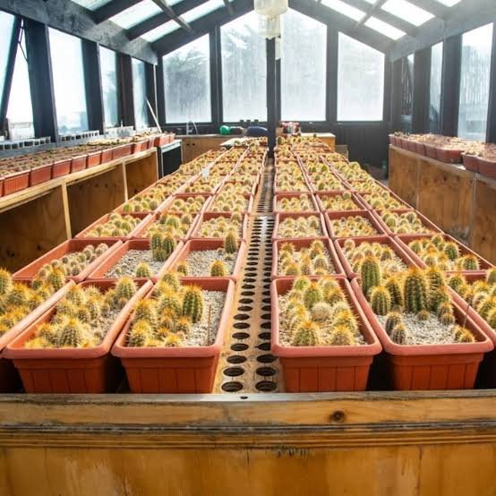 El santuario de los cactus: el proyecto chileno que recuperó más de 25.000 ejemplares nativos 62 santuario cactus 2