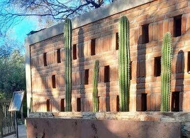 santuario cactus