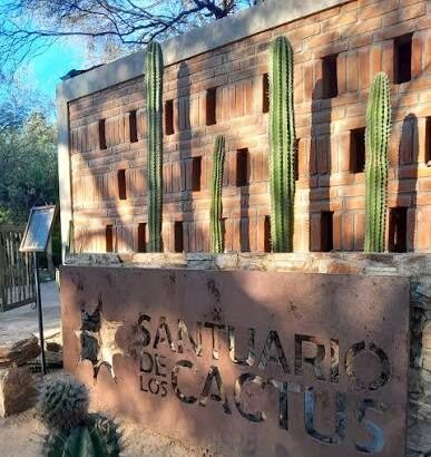 santuario cactus