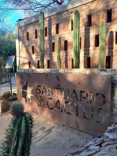 El santuario de los cactus: el proyecto chileno que recuperó más de 25.000 ejemplares nativos 61 santuario cactus