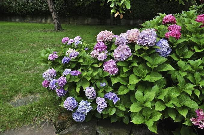 Hortensias 1