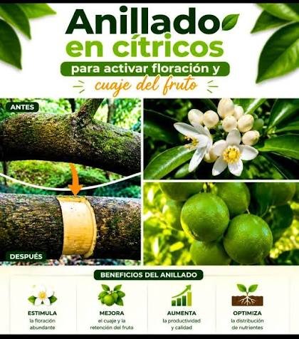 anillado