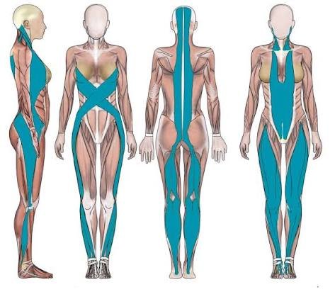 Pilates: el método que nació para fortalecer el cuerpo y hoy conquista a nuevas generaciones 61 cadenas miofasciales