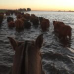 campo agua inundacion