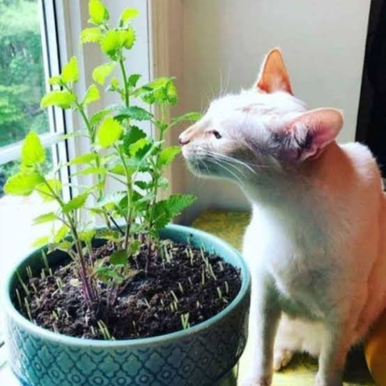 Las 5 plantas que ayudan a mantener las cucarachas lejos de tu casa 64 catnip