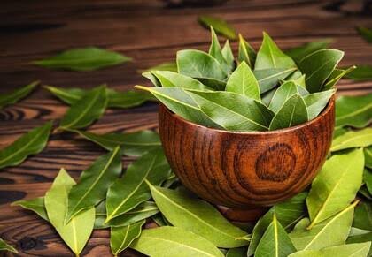 Las 5 plantas que ayudan a mantener las cucarachas lejos de tu casa 62 laurel