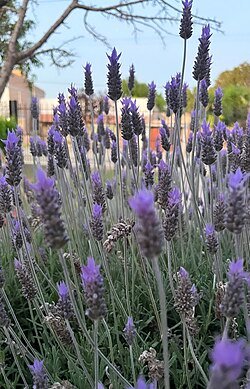 Las 5 plantas que ayudan a mantener las cucarachas lejos de tu casa 61 lavanda