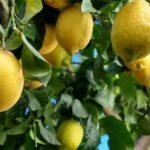 limonero