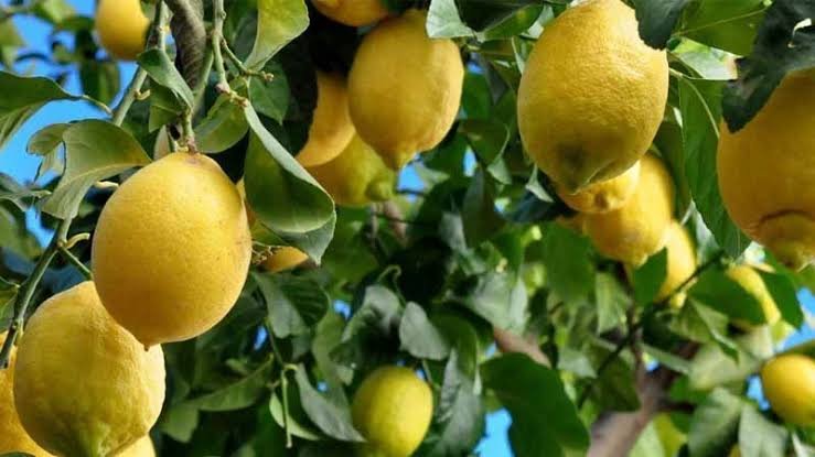 limonero