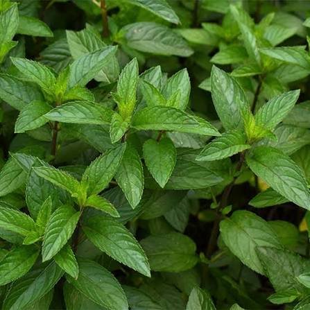 Las 5 plantas que ayudan a mantener las cucarachas lejos de tu casa 60 menta